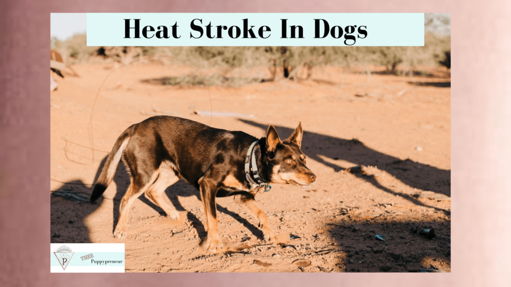 What Is Heat Stroke In Dogs