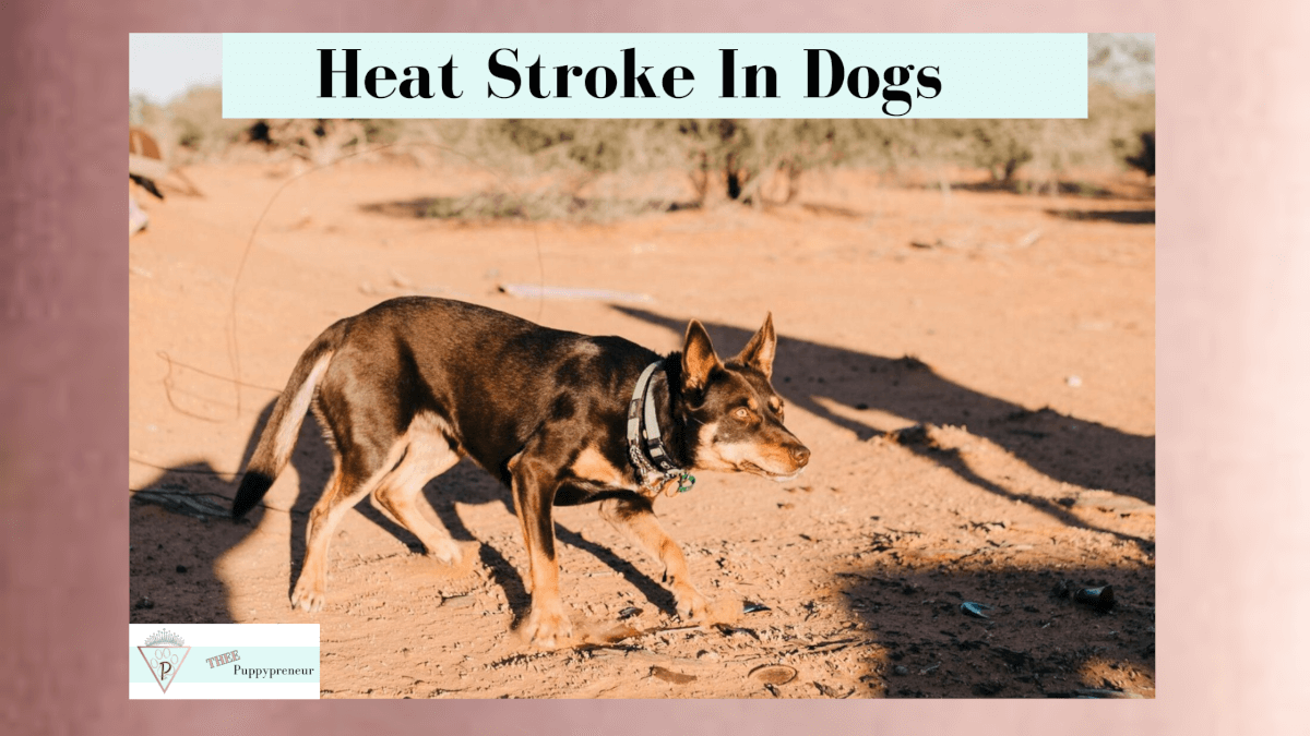 the-danger-of-heat-stroke-in-dogs-and-helpful-tips-to-prevent-it