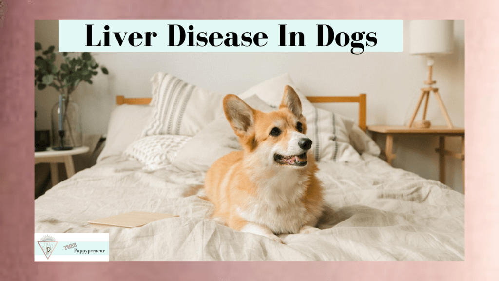 liver-disease-in-dogs-and-helpful-natural-solutions