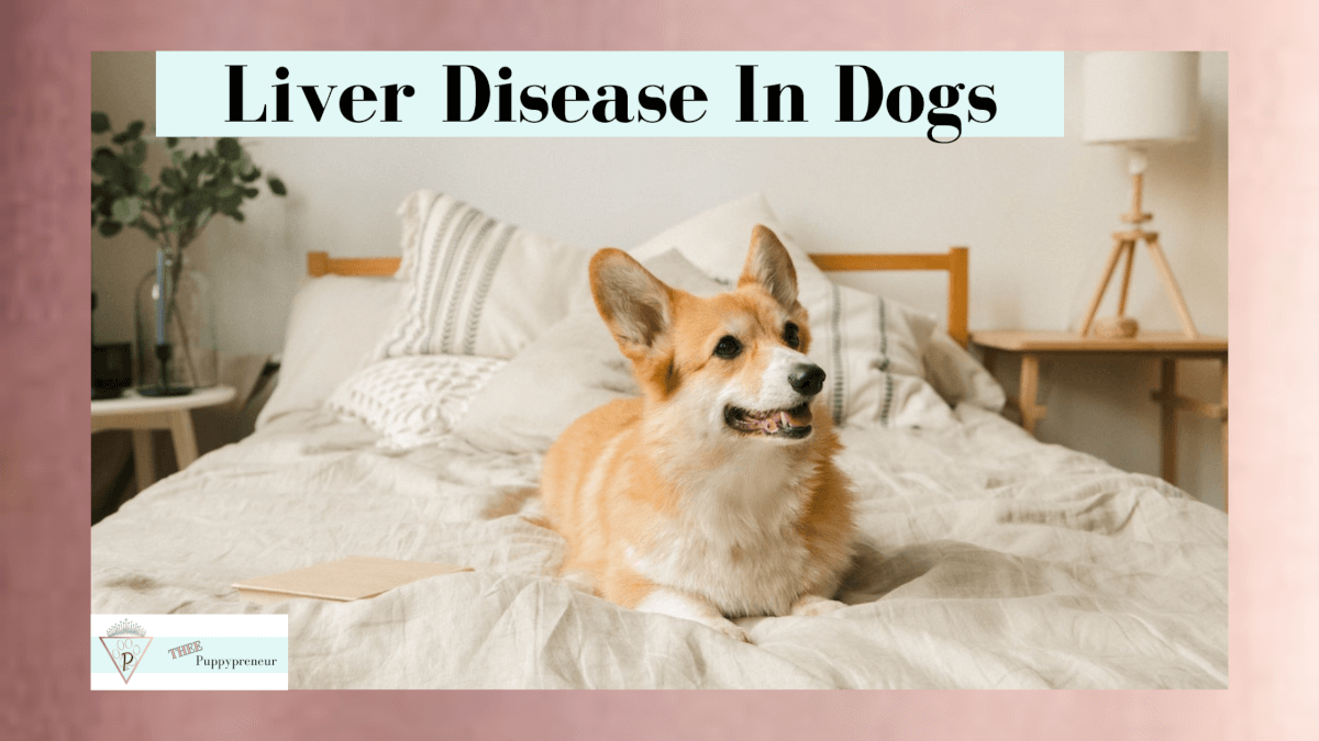 liver-disease-in-dogs-symptoms-causes-remedies