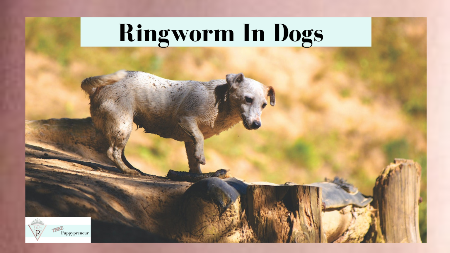 ringworm-in-cats-symptoms-diagnosis-transmission-and-treatment-hot