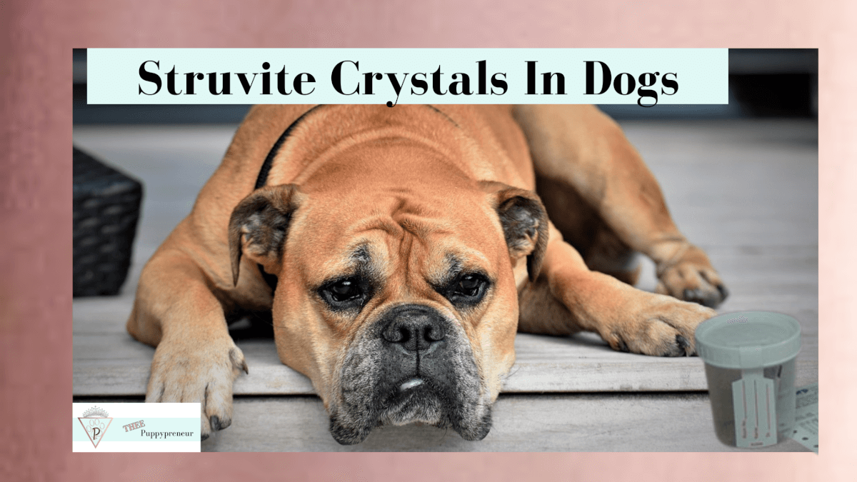 struvite-crystals-in-dogs-natural-remedies-and-more